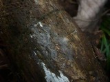 Xenasma pruinosum image