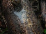 Xenasma pruinosum image