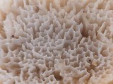 Bondarzewia occidentalis image