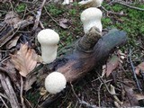 Lycoperdon excipuliforme image