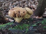 Lycoperdon excipuliforme image