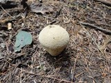 Lycoperdon excipuliforme image