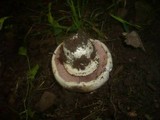 Agaricus bitorquis image