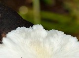 Pleurotus pulmonarius image
