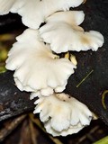 Pleurotus pulmonarius image