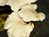 Pleurotus pulmonarius image