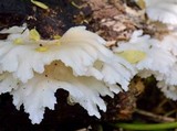 Pleurotus pulmonarius image