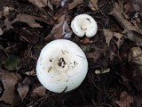 Lactarius controversus image
