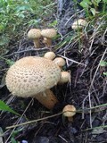Pholiota squarrosa image