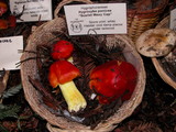 Hygrocybe laetissima image