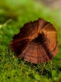 Coltricia cinnamomea image