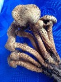 Pholiota squarrosa image