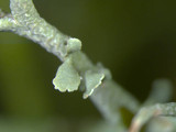 Cladonia furcata image
