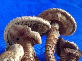 Pholiota squarrosa image