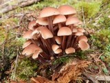Gymnopus acervatus image
