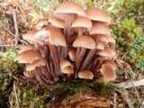 Gymnopus acervatus image