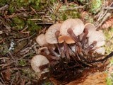 Gymnopus acervatus image