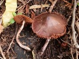 Cortinarius brunneus image
