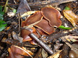 Gymnopus brassicolens var. brassicolens image