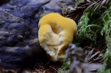 Pycnoporellus fulgens image