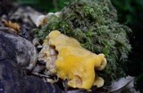 Pycnoporellus fulgens image