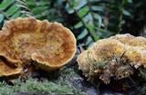 Pycnoporellus fulgens image