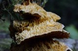 Pycnoporellus fulgens image