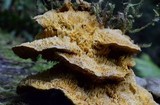 Pycnoporellus fulgens image