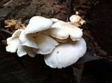 Pleurotus populinus image