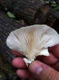 Pleurotus populinus image