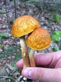 Boletus longicurvipes image