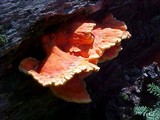 Laetiporus conifericola image