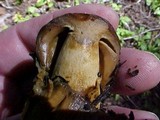 Cortinarius pinguis image