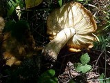 Russula subfoetens image
