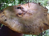 Russula subfoetens image
