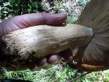 Russula subfoetens image