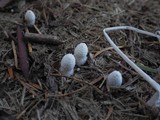 Coprinopsis nivea image