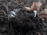 Coprinopsis cinerea image