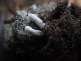 Coprinopsis cinerea image