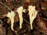 Clavulina coralloides image