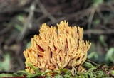 Ramaria flavigelatinosa image