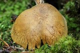 Gymnopilus punctifolius image