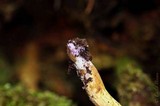 Gymnopilus punctifolius image