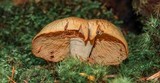 Gymnopilus punctifolius image