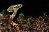 Gymnopilus punctifolius image