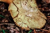 Gymnopilus punctifolius image
