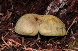 Gymnopilus punctifolius image