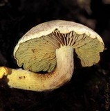 Gymnopilus punctifolius image