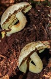 Gymnopilus punctifolius image