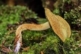 Gymnopilus punctifolius image